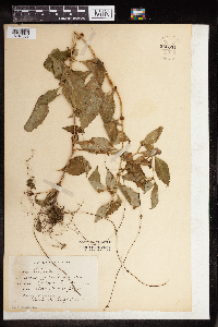 Lycopus virginicus image