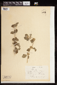 Marrubium vulgare image