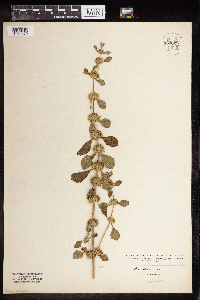 Marrubium vulgare image