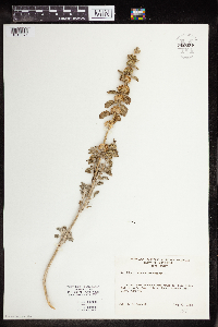 Marrubium vulgare image