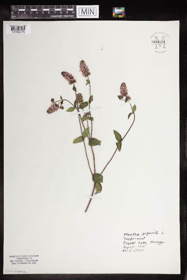 Mentha × piperita image