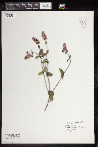 Media resource of Mentha × piperita