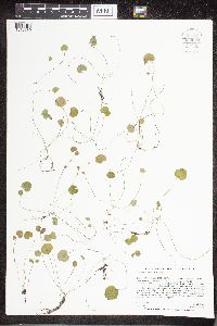 Cardamine pratensis image