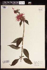Monarda didyma image