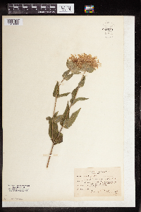 Monarda fistulosa image