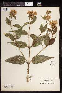 Monarda fistulosa image