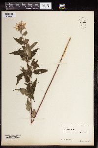 Monarda fistulosa image
