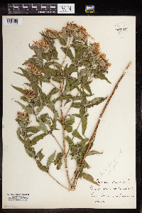 Monarda fistulosa image