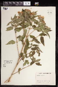 Monarda fistulosa image