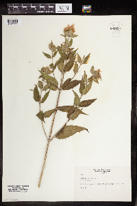 Monarda fistulosa image