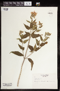 Monarda fistulosa image