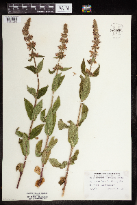 Physostegia parviflora image