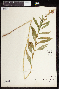 Physostegia parviflora image