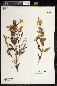 Physostegia virginiana image