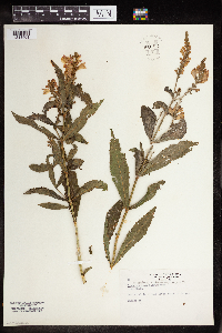 Physostegia virginiana image