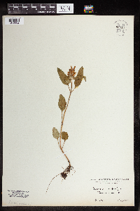 thumbnail image of current specimen
