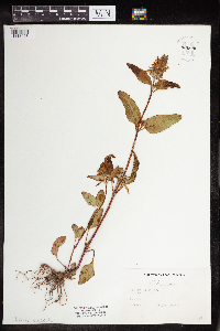 Image Associated With the Occurence