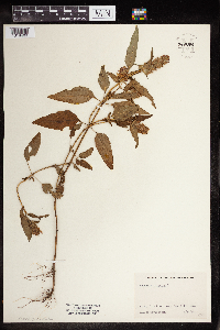 Image Associated With the Occurence