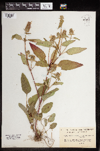 Prunella vulgaris subsp. lanceolata image