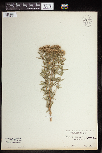 Pycnanthemum virginianum image