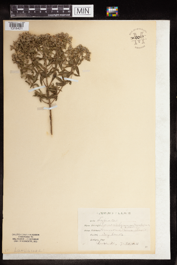 Pycnanthemum muticum image