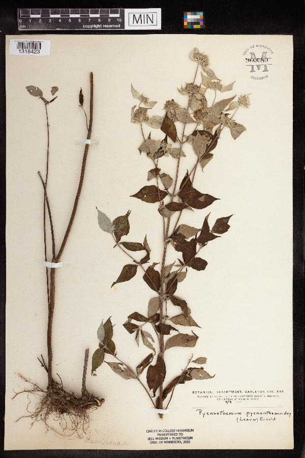 Pycnanthemum pycnanthemoides image