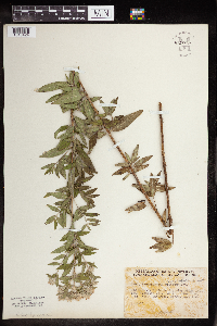 Pycnanthemum verticillatum image