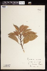Cinnamomum camphora image