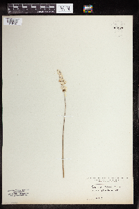 Salvia farinacea image