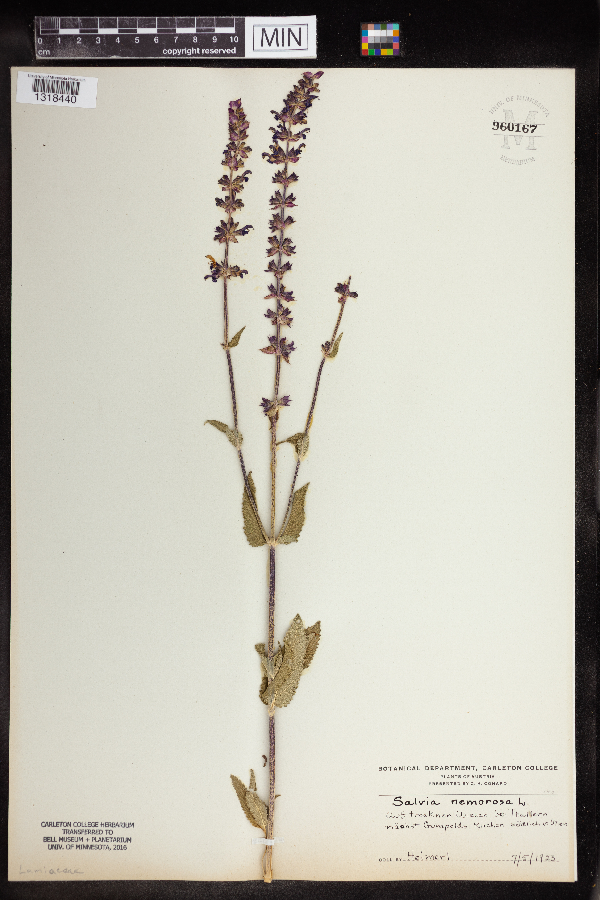 Salvia nemorosa image