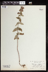 Clinopodium vulgare image