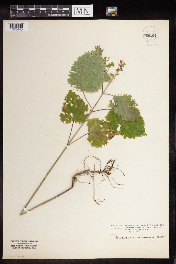 Scutellaria versicolor image