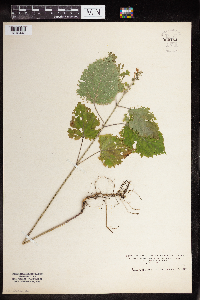 Image Associated With the Occurrence