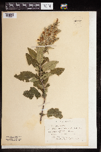 Image Associated With the Occurrence