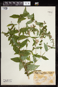 Scutellaria galericulata image