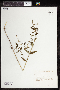 Scutellaria galericulata image