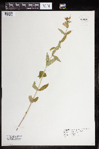 Scutellaria galericulata image