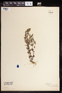 Scutellaria parvula image