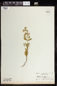 Media resource of Stachys annua