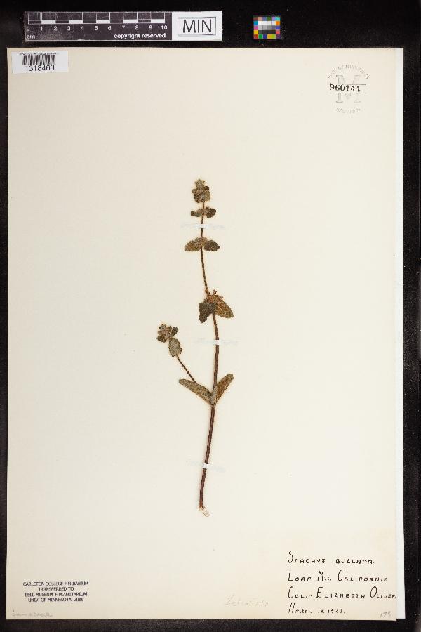 Stachys bullata image