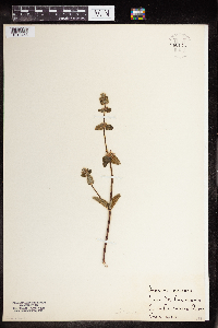 Media resource of Stachys bullata
