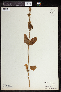 Stachys bullata image