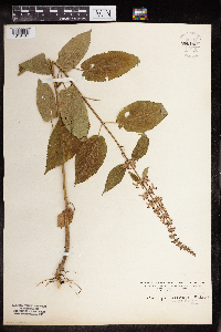 Image Associated With the Occurrence