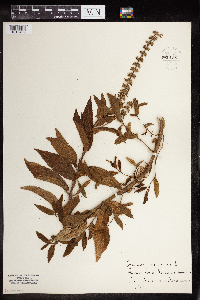 Stachys palustris image