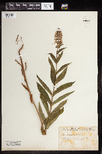 Stachys palustris image