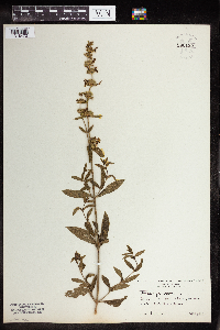 Image Associated With the Occurrence