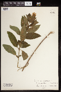 Image Associated With the Occurrence