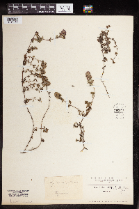 Thymus praecox image