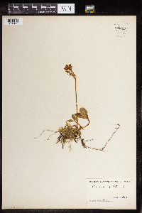 Menyanthes trifoliata image