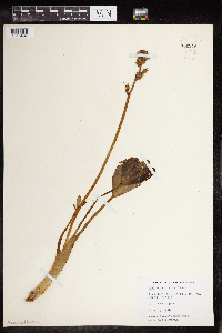 Menyanthes trifoliata image